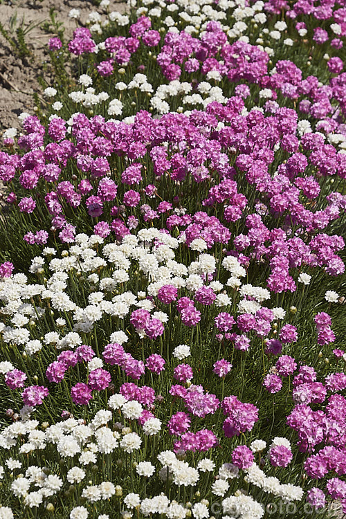 Thrift (<i>Armeria maritima</i>), an evergreen spring-flowering perennial or subshrub that occurs naturally over much of the temperate Northern Hemisphere. The normal pink-flowered species is seen here with its white-flowered cultivar, 'Alba'. Order: Caryophyllales, Family: Plumbaginaceae