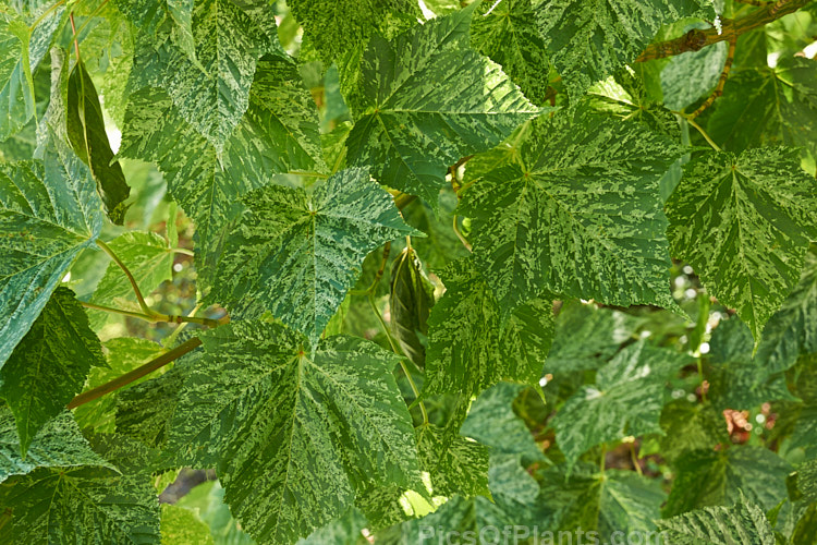 The late spring foliage of <i>Acer pseudoplatanus</i> 'Leopoldii'. Raised in 1864 in Belgium, this variegated cultivar of sycamore with cream and yellow foliage that is strongly pink tinted when young. The parent species is a 30-40m tall deciduous tree with a wide natural distribution in the Eurasian region. Order Sapindales, Family: Sapindaceae