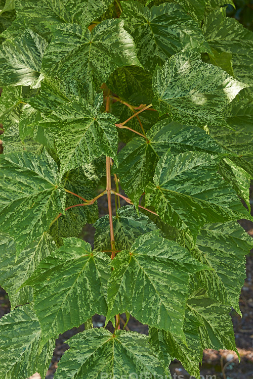 The late spring foliage of <i>Acer pseudoplatanus</i> 'Leopoldii'. Raised in 1864 in Belgium, this variegated cultivar of sycamore with cream and yellow foliage that is strongly pink tinted when young. The parent species is a 30-40m tall deciduous tree with a wide natural distribution in the Eurasian region. Order Sapindales, Family: Sapindaceae