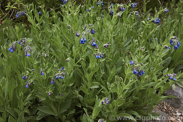 Hairy Hound's Tongue or Himalayan Hound's Tongue (<i>Cynoglossum nervosum</i>), an upright, clump-forming, herbaceous perennial to 60cm high, with bristly leaves and heads of small, deep blue flowers that open from mid- to late spring. It is native to China and is sometimes known as Chinese Forget-me-not. cynoglossum-2845htm'>Cynoglossum.