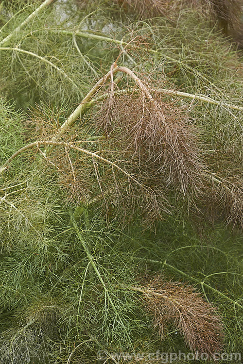 Bronze Fennel (<i>Foeniculum vulgare 'Purpurascens'), a dark-leaved cultivar of common fennel. Widely grown as a culinary herb, this biennial or short-lived perennial occurs naturally in Europe and the Mediterranean region. It is up to 2m tall and can spread rapidly to become a weed of waste ground. Order: Apiales, Family: Apiaceae