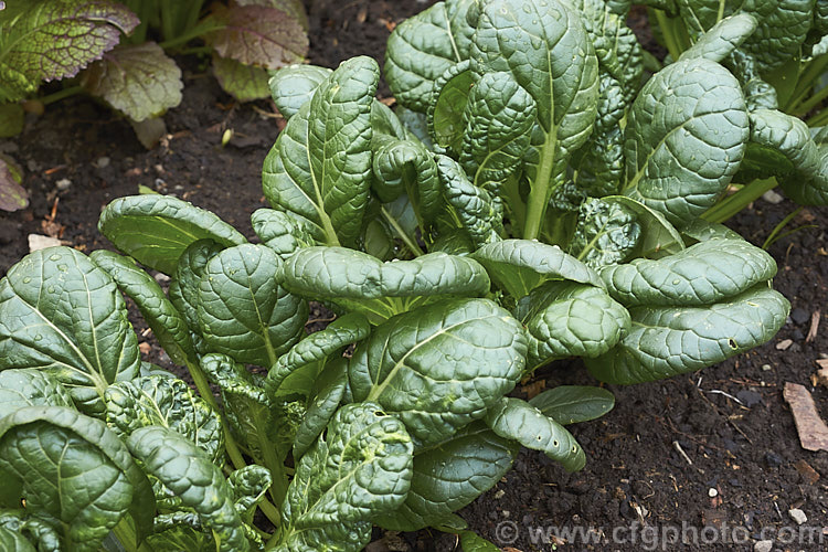 Misome (<i>Brassica narinosa</i>), a Japanese leaf vegetable that is a cross between two other cultivars of the same species, Komatsuna and Tatsoi. Order: Brassicales, Family: Brassicaceae