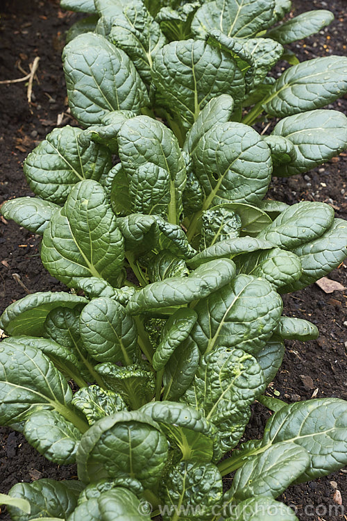 Misome (<i>Brassica narinosa</i>), a Japanese leaf vegetable that is a cross between two other cultivars of the same species, Komatsuna and Tatsoi. Order: Brassicales, Family: Brassicaceae