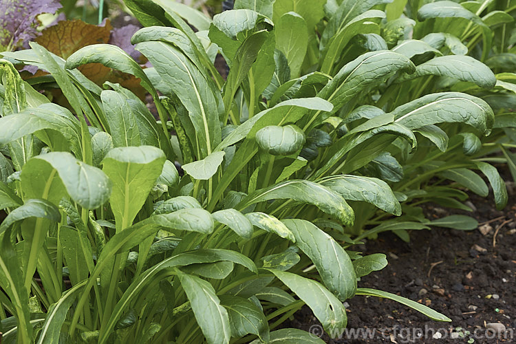 Mibuna (<i>Brassica rapa</i>), a Japanese leaf vegetable that unlike the closely related. Mizuna, may be harvested at any stage of development Plants will regrow after cutting and will yield several harvests. Order: Brassicales, Family: Brassicaceae