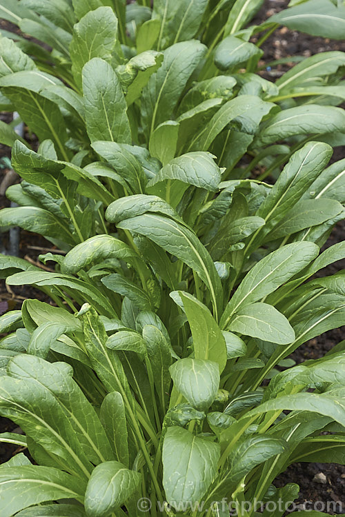 Fodder Turnip (<i>Brassica rapa</i>), a turnip usually grown as a winter feed for livestock, which eat both the foliage and the swollen beet-like roots. Order: Brassicales, Family: Brassicaceae