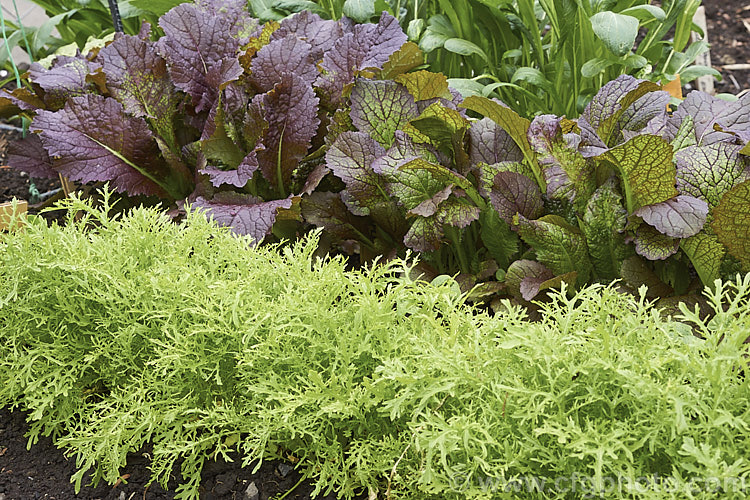 Two mustard (<i>Brassica juncea</i>) cultivars: 'Streaks' in the foreground and behind it 'Giant Red'. Streaks has finely divided bright green leaves, while 'Giant Red' has broad, purple-red-tinted foliage. Both may be used as salad greens. Order: Brassicales, Family: Brassicaceae