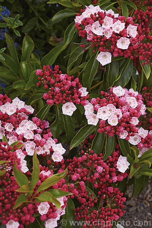 Kalmia latifolia 'Nathan Hale', a compact cultivar of the Calico. Bush or Mountain Laurel, a very hardy, spring-flowering, evergreen shrub native to eastern North America. Its flowers are distinctive, opening light pink from deep pink to red buds. kalmia-2456htm'>Kalmia. Order: Ericales, Family: Ericaceae