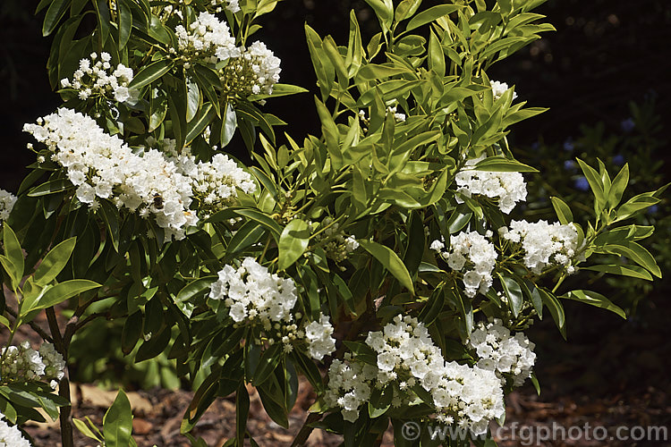 Kalmia latifolia 'Pristine', a pure white-flowered cultivar of the normally pink-flowered Calico. Bush or Mountain Laurel, a very hardy, spring-flowering, evergreen shrub native to eastern North America. It was developed by Dr. Richard. Jaynes of Connecticut. University. kalmia-2456htm'>Kalmia. Order: Ericales, Family: Ericaceae