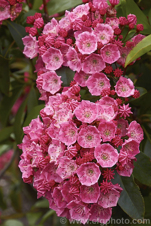 Kalmia latifolia 'Sarah', a deep pinkish red and white-flowered cultivar of the Calico. Bush or Mountain Laurel, a very hardy, spring-flowering, evergreen shrub native to eastern North America. A member of the erica family, it thrives in cool moist conditions with humus-rich acid soil. Its flowers, which are usually pale pink, are very dainty, resembling cake decoration buds. The flower stems are covered with sticky hairs that tend to trap a multitude of small creatures. kalmia-2456htm'>Kalmia. Order: Ericales, Family: Ericaceae