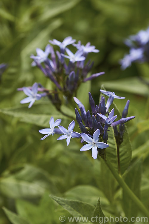 European Bluestar (<i>Amsonia orientalis</i>), a 1-1.5m high subshrub native to Greece and Turkey. It blooms from late spring and the phlox-like flowers range in colour from pale blue to deep violet. The narrow leaves are up to 5cm long. Order: Gentianales, Family: Apocynaceae