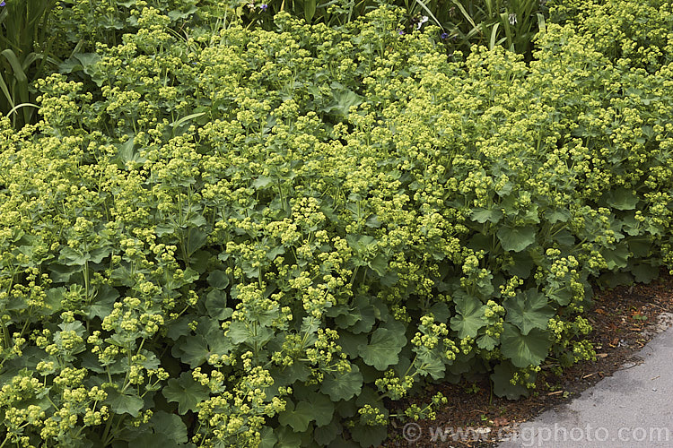 Lady's Mantle (<i>Alchemilla mollis</i>), a summer-flowering herbaceous perennial native to the eastern Carpathian mountains and the Caucasus It has a rather sprawling growth habit and looks especially attractive after rain or heavy dew, when water droplets form silver beads on the finely downy foliage. alchemilla-2275htm'>Alchemilla.