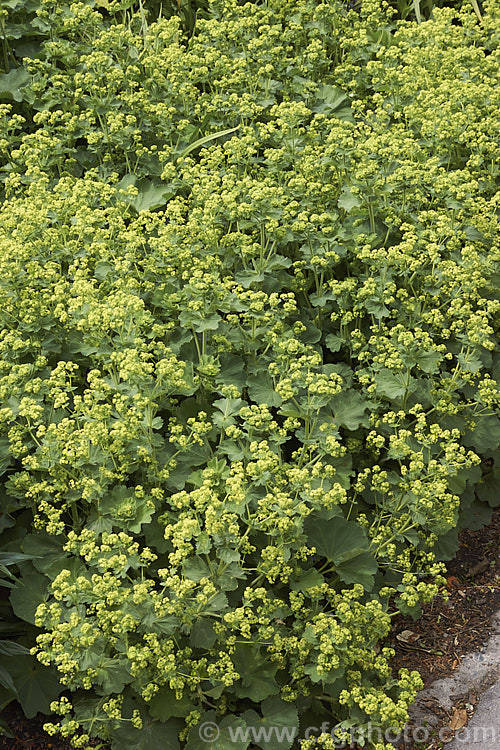 Lady's Mantle (<i>Alchemilla mollis</i>), a summer-flowering herbaceous perennial native to the eastern Carpathian mountains and the Caucasus It has a rather sprawling growth habit and looks especially attractive after rain or heavy dew, when water droplets form silver beads on the finely downy foliage. alchemilla-2275htm'>Alchemilla.