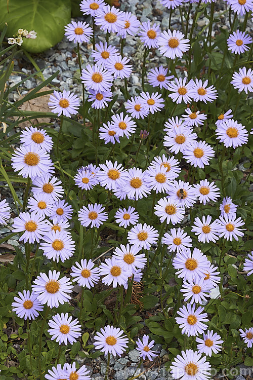 Aster flaccidus, a low, spreading, late spring-flowering perennial native to China and the Himalayan region at elevations up to 4500m. The small spatula-shaped leaves are short-stemmed and carpeting but the flowerheads are borne on erect stems op to 20cm high. aster-2378htm'>Aster.