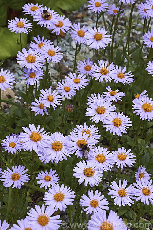 Aster flaccidus, a low, spreading, late spring-flowering perennial native to China and the Himalayan region at elevations up to 4500m. The small spatula-shaped leaves are short-stemmed and carpeting but the flowerheads are borne on erect stems op to 20cm high. aster-2378htm'>Aster.