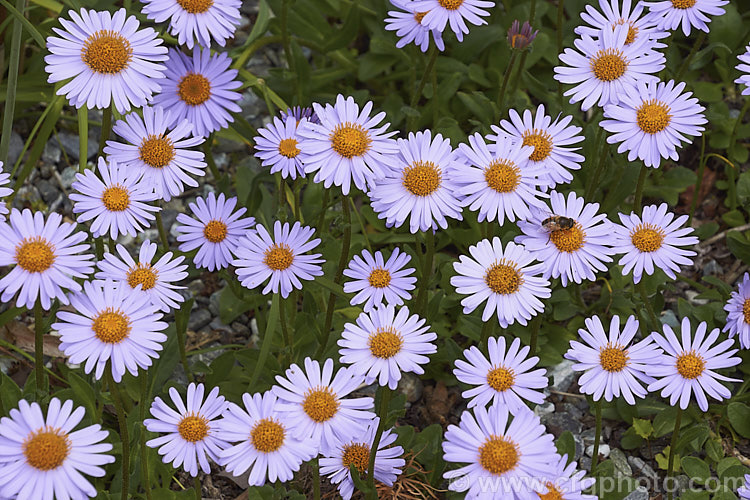 Aster flaccidus, a low, spreading, late spring-flowering perennial native to China and the Himalayan region at elevations up to 4500m. The small spatula-shaped leaves are short-stemmed and carpeting but the flowerheads are borne on erect stems op to 20cm high. aster-2378htm'>Aster.