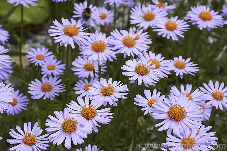 Aster flaccidus, a low, spreading, late spring-flowering perennial native to China and the Himalayan region at elevations up to 4500m. The small spatula-shaped leaves are short-stemmed and carpeting but the flowerheads are borne on erect stems op to 20cm high. aster-2378htm'>Aster.