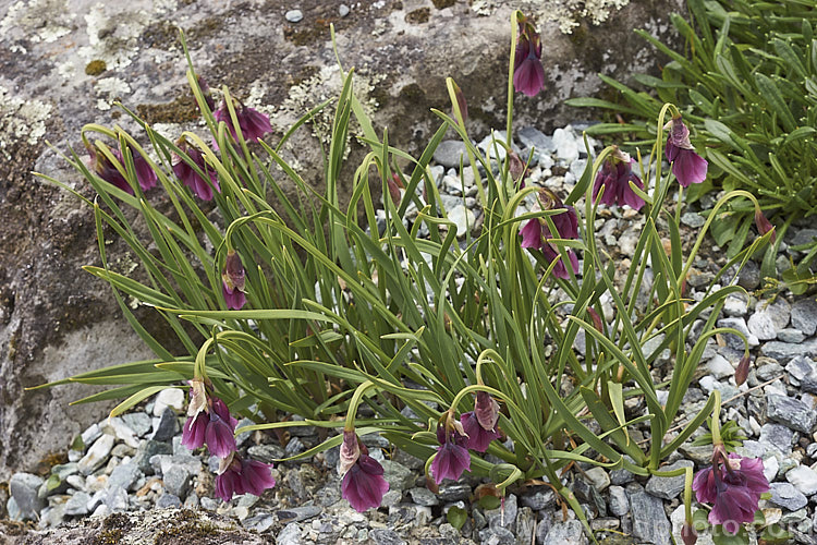 Allium insubricum, a late spring- to summer-flowering bulb native to the limestone hills between Lake. Como and Lake. Garda in northern Italy, where it if found at elevations up to 1800m. The flower stems are usually less than 30cm high and the blue-green leaves are fairly short and strappy. allium-2045htm'>Allium.