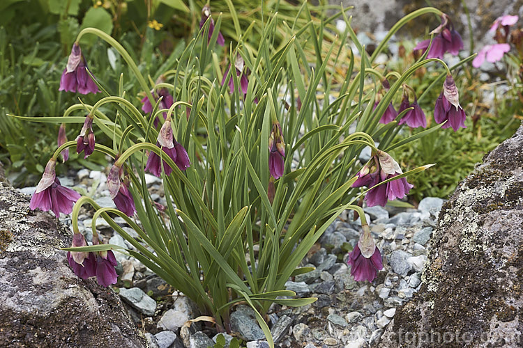 Allium insubricum, a late spring- to summer-flowering bulb native to the limestone hills between Lake. Como and Lake. Garda in northern Italy, where it if found at elevations up to 1800m. The flower stems are usually less than 30cm high and the blue-green leaves are fairly short and strappy. allium-2045htm'>Allium.