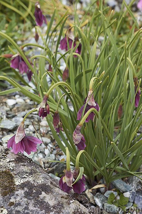 Allium insubricum, a late spring- to summer-flowering bulb native to the limestone hills between Lake. Como and Lake. Garda in northern Italy, where it if found at elevations up to 1800m. The flower stems are usually less than 30cm high and the blue-green leaves are fairly short and strappy. allium-2045htm'>Allium.