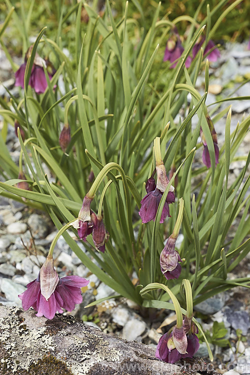 Allium insubricum, a late spring- to summer-flowering bulb native to the limestone hills between Lake. Como and Lake. Garda in northern Italy, where it if found at elevations up to 1800m. The flower stems are usually less than 30cm high and the blue-green leaves are fairly short and strappy. allium-2045htm'>Allium.