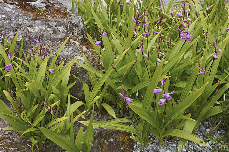 Chinese Ground. Orchid (<i>Bletilla striata</i>), a hardy terrestrial orchid native to Japan, China and Tibet. It flowers in late spring and early summer and naturalises well in reasonably mild climates