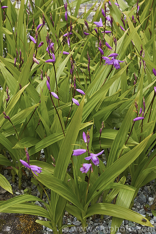 Chinese Ground. Orchid (<i>Bletilla striata</i>), a hardy terrestrial orchid native to Japan, China and Tibet. It flowers in late spring and early summer and naturalises well in reasonably mild climates