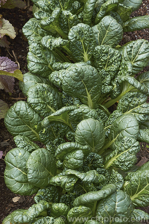 Misome (<i>Brassica narinosa</i>), a Japanese leaf vegetable that is a cross between two other cultivars of the same species, Komatsuna and Tatsoi. Order: Brassicales, Family: Brassicaceae