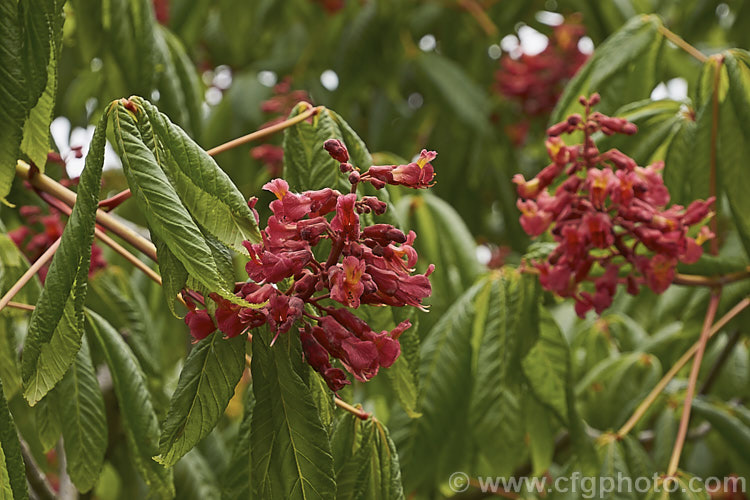 Red Buckeye or Firecracker Plant (<i>Aesculus pavia</i>), a deciduous tree to 8m tall, Found over much of the eastern United States. Sometime shrubby, its orange-throated red flowers open from downy, dusky red buds. It is perhaps best known as one of the parents of the popular. <i>Aesculus x carnea</i> hybrids. Order Sapindales, Family: Sapindaceae