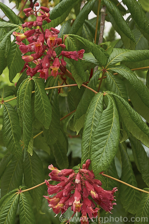 Red Buckeye or Firecracker Plant (<i>Aesculus pavia</i>), a deciduous tree to 8m tall, Found over much of the eastern United States. Sometime shrubby, its orange-throated red flowers open from downy, dusky red buds. It is perhaps best known as one of the parents of the popular. <i>Aesculus x carnea</i> hybrids. Order Sapindales, Family: Sapindaceae