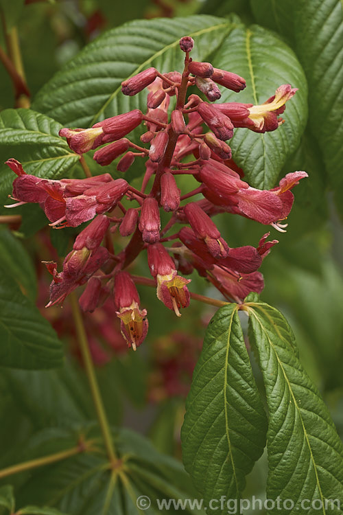 Red Buckeye or Firecracker Plant (<i>Aesculus pavia</i>), a deciduous tree to 8m tall, Found over much of the eastern United States. Sometime shrubby, its orange-throated red flowers open from downy, dusky red buds. It is perhaps best known as one of the parents of the popular. <i>Aesculus x carnea</i> hybrids. Order Sapindales, Family: Sapindaceae