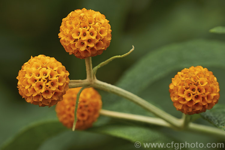 Orange Ball. Tree (<i>Buddleja globosa</i>), a near-evergreen, 4 x 6m tall shrub or small tree native to Chile and Argentina. Its small spherical flowerheads open from late spring. buddleja-2053htm'>Buddleja. <a href='scrophulariaceae-plant-family-photoshtml'>Scrophulariaceae</a>.