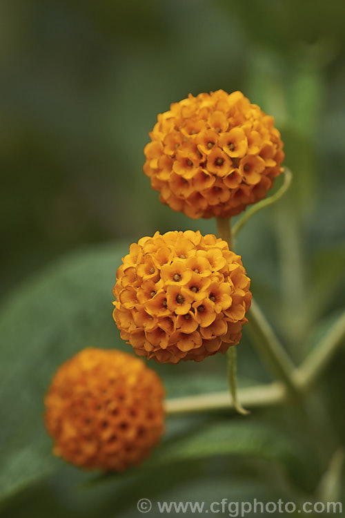 Orange Ball. Tree (<i>Buddleja globosa</i>), a near-evergreen, 4 x 6m tall shrub or small tree native to Chile and Argentina. Its small spherical flowerheads open from late spring. buddleja-2053htm'>Buddleja. <a href='scrophulariaceae-plant-family-photoshtml'>Scrophulariaceae</a>.