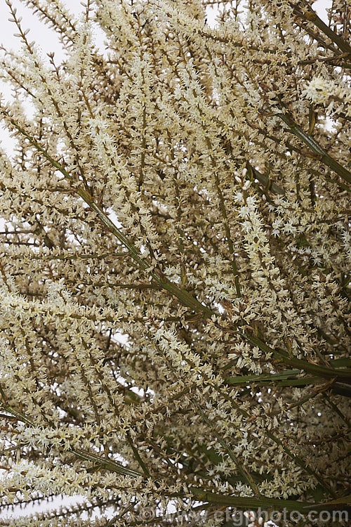 Flowers of the Cabbage Tree (<i>Cordyline australis</i>), the most common of several similar species endemic to New Zealand. The inflorescences of cream flowers open in spring are followed in autumn by similarly coloured, densely clustered, berry-like fruit.