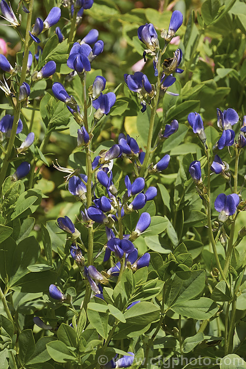 Blue False Indigo (<i>Baptisia australis [syn . Baptisia minor]), a 15m tall, summer-flowering perennial from the eastern United States. baptisia-2594htm'>Baptisia.