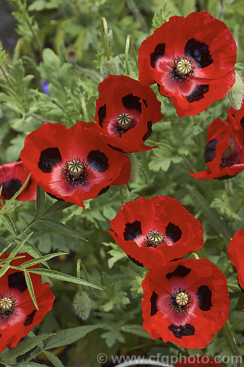 Papaver commutatum 'Ladybird', a selected large-flowered form of an annual poppy native to the Caucasus and western Asia. The species is sometimes referred to as the Flanders'. Poppy but that name is really more accurately applied to Papaver rhoeas.