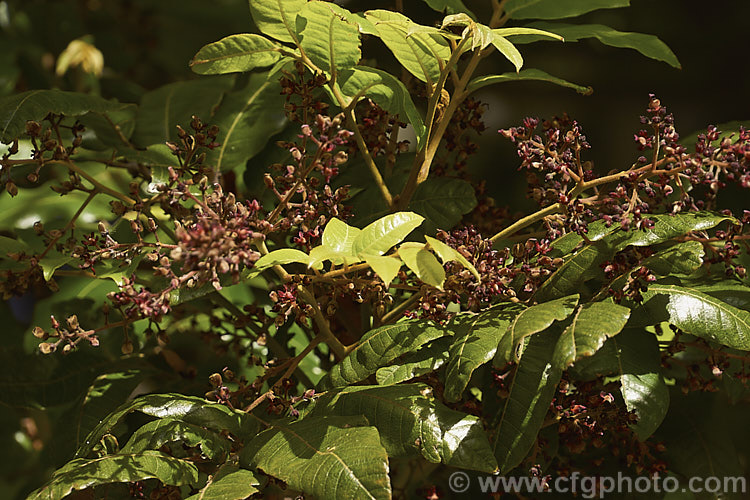 Titoki or New Zealand Oak (<i>Alectryon excelsus</i>), an evergreen tree up to 9m tall found in New Zealand from North Cape in the north to Banks. Peninsula and Westport in the south. It sprays of small dull red flowers, as shown here, are not conspicuous but are followed by rusty brown capsule that open when ripe to reveal a jet black seed on a bright red aril. alectryon-2250htm'>Alectryon. <a href='sapindaceae-plant-family-photoshtml'>Sapindaceae</a>.