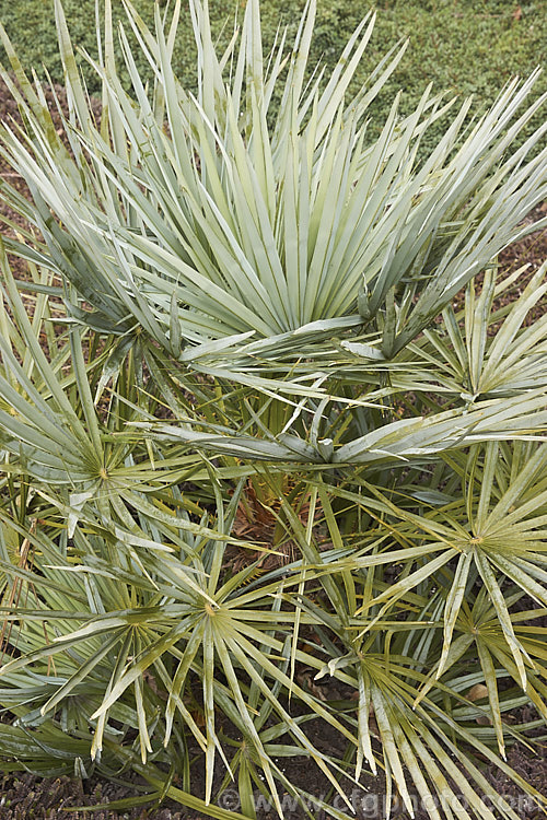 Atlas Mountains. Palm or Atlas Mountains. Silver Palm (<i>Chamaerops humilis var. cerifera (syn. C h var. argentea]), a silver-blue foliaged natural variety of a clump-forming palm native to the Mediterranean region and parts of North Africa. It is one of the most frost hardy palms. It occurs at up to 1700m elevation in the Atlas Mountains. chamaerops-2538htm'>Chamaerops.