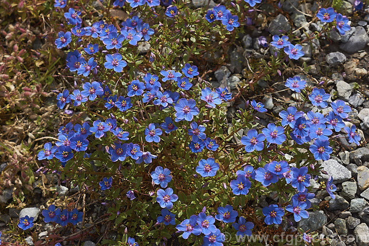 Anagallis monellii 'Blue Light', a large-flowered cultivar of the Blue Pimpernel, a low-growing, spreading perennial with intensely blue flowers; native to the Mediterranean region. The slightly rolled petal edges are a distinctive feature of 'Blue Light'. Order: Ericales, Family: Primulaceae