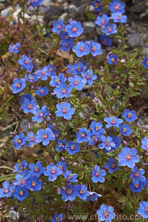 Anagallis monellii 'Blue Light', a large-flowered cultivar of the Blue Pimpernel, a low-growing, spreading perennial with intensely blue flowers; native to the Mediterranean region. The slightly rolled petal edges are a distinctive feature of 'Blue Light'. Order: Ericales, Family: Primulaceae