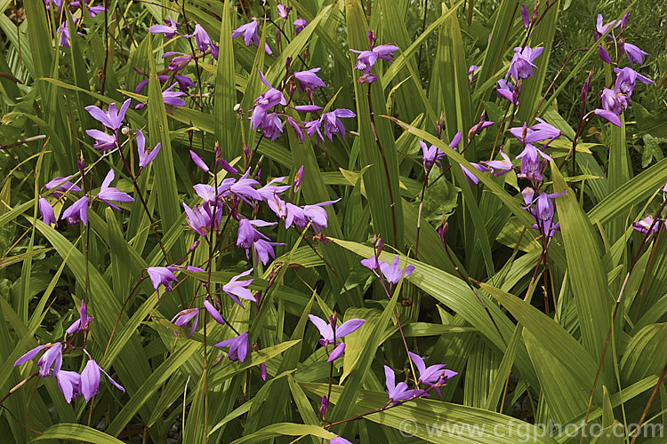 Chinese Ground. Orchid (<i>Bletilla striata</i>), a hardy terrestrial orchid native to Japan, China and Tibet. It flowers in late spring and early summer and naturalises well in reasonably mild climates