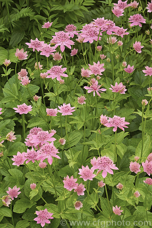 Masterwort (<i>Astrantia maxima</i>), a late spring- to early summer-flowering perennial, 90cm high in flower, native to southern Europe and the Caucasus astrantia-2384htm'>Astrantia.