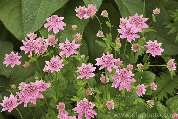 Masterwort (<i>Astrantia maxima</i>), a late spring- to early summer-flowering perennial, 90cm high in flower, native to southern Europe and the Caucasus astrantia-2384htm'>Astrantia.