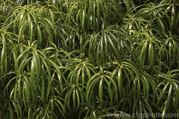 Podocarpus macrophyllus var. macrophyllus, the largest-leafed form of the Bigleaf Podocarp or Kusamaki, an evergreen, 15m tall, coniferous tree native to Japan, China and Taiwan . The leaves of young plants may be up to 18cm long, but those of adult trees rarely exceed 10cm. The seeds are partly enclosed within a fleshy red receptacle. Order: Araucariales, Family: Podocarpaceae