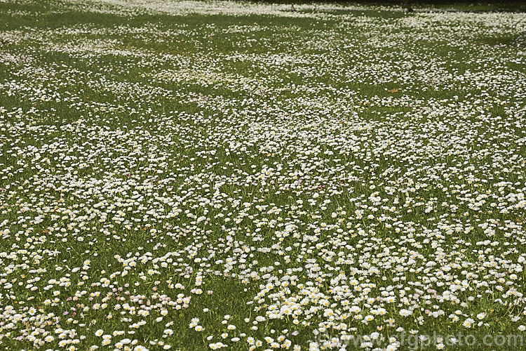 Bellis. Daisy or Lawn. Daisy (<i>Bellis perennis</i>), this small Eurasian perennial is a common lawn and pasture weed, though its cultivated forms are popular bedding plants. Shown here flowering in abundance in early summer. bellis-2198htm'>Bellis.