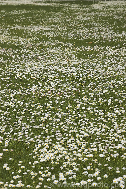 Bellis. Daisy or Lawn. Daisy (<i>Bellis perennis</i>), this small Eurasian perennial is a common lawn and pasture weed, though its cultivated forms are popular bedding plants. Shown here flowering in abundance in early summer. bellis-2198htm'>Bellis.