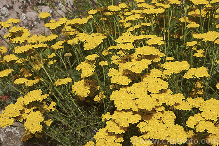 <i>Achillea tomentosa</i>, a silvery foliaged, late spring-flowering perennial found from southwestern Europe to central Italy. The flower stems are up to 40cm tall but the plant is low and spreading, and is mainly grown for its foliage and form, not for the flowers. Order: Asterales, Family: Asteraceae