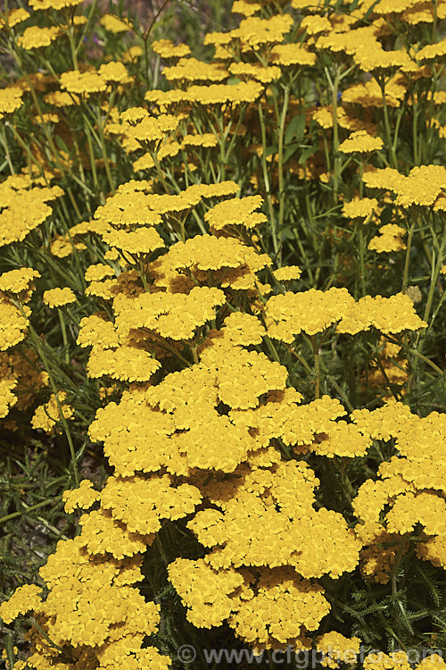 <i>Achillea tomentosa</i>, a silvery foliaged, late spring-flowering perennial found from southwestern Europe to central Italy. The flower stems are up to 40cm tall but the plant is low and spreading, and is mainly grown for its foliage and form, not for the flowers. Order: Asterales, Family: Asteraceae