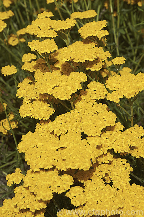 <i>Achillea tomentosa</i>, a silvery foliaged, late spring-flowering perennial found from southwestern Europe to central Italy. The flower stems are up to 40cm tall but the plant is low and spreading, and is mainly grown for its foliage and form, not for the flowers. Order: Asterales, Family: Asteraceae