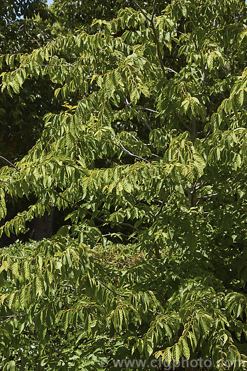 Summer foliage of the American. Hornbeam (<i>Carpinus caroliniana</i>), a 10-15m tall deciduous tree found in North America east of the Rockies from southern Canada to Texas and Florida and at high altitudes in the mountains of Central America. It has a hard, heavy, dense wood that is mainly used where impact resistance is required, such as for tool handles. Order: Fagales, Family: Betulaceae