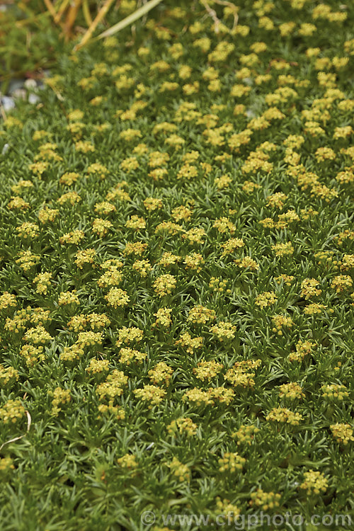 Azorella trifurcata, a cushion-forming evergreen perennial fromChile and Argentina. The small greenish flower heads seen here open in early summer but are not really a feature on a plant grown mainly for its contour-hugging form. azorella-2393htm'>Azorella.